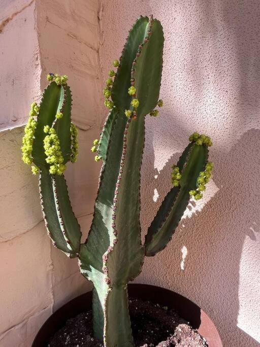 Casa Cactus Paraiso Parque Holandes Exteriér fotografie