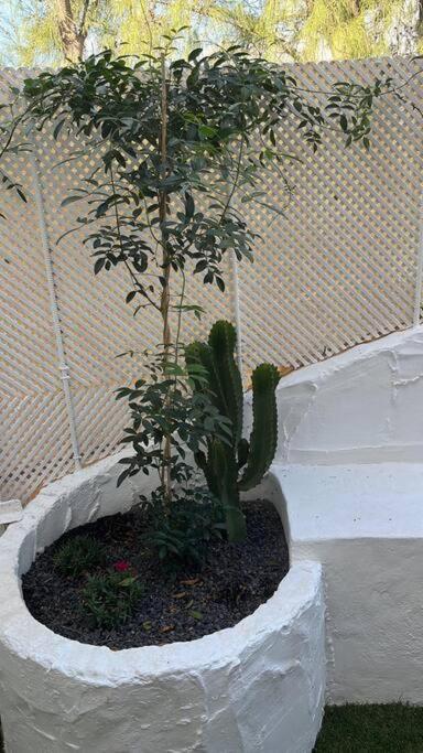 Casa Cactus Paraiso Parque Holandes Exteriér fotografie